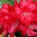 Rhododendron 'halfdan lem', Rhododendron