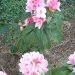 Rhododendron 'albert schweitzer', Rhododendron