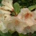 Rhododendron 'viscy', Rhododendron