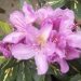 Rhododendron, Rhododendron 'goldflimmer'