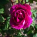 Rosa 'Amadis'.Rose ancienne Boursault