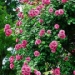 Rosa 'New Dawn'.Rose ancienne Liane