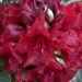 Rhododendron 'sammetglut', Rhododendron