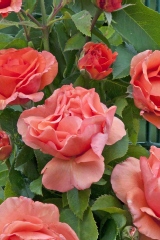 Rosier 'plein sud', Rose 'plein sud'