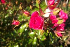 Rosa 'Blooming Carpet'