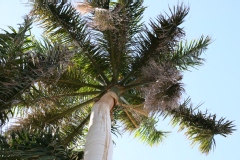 Palmier royal de cuba, Paume royale de floride, Paume royale cubaine
