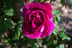 Photo de Rosa 'Amadis'.Rose ancienne Boursault