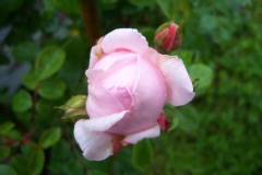 Rosa 'La Giralda'®