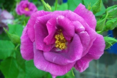 Rosa 'Rhapsody in Blue'