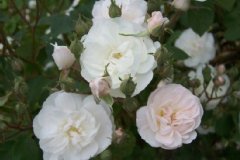 Rosier 'mme d'arblay', Rosier, Rose 'mme d'arblay', Rose