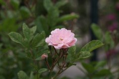 Rosier 'souvenir d'adolphe turc', Rose 'souvenir d'adolphe turc', Rosier, Rose