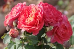 Rosier 'emilien guillot', Rose 'emilien guillot'