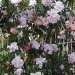 Rosier 'albertine', Rosier, Rose 'albertine', Rose