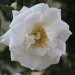 Rose 'aglaia', Rosier 'aglaia', Rosier, Rose