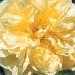 Rose 'agnes', Rosier 'agnes', Rosier, Rose