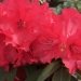 Rhododendron 'grace seabrook', Rhododendron