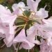 Rhododendron, Rhododendron 'phalarope'