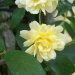 Rose 'lutea', Rose de banksii 'lutea', Rose rosier