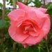 Rose 'alfresco', Rosier, Rose