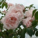 Rosa 'New Dawn'.Rose ancienne Liane