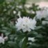 Rhododendron 'Cunningham's White'