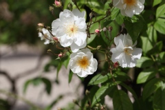 Rose 'bobbie james', Rosier, Rose, Rosier 'bobbie james'