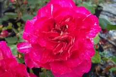 Rosa 'Bolchoï'