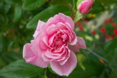 Rosa 'Petit Bonheur'