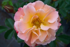 Rosa 'Calizia'®