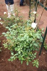 Rosa 'Iceberg'.Floribunda