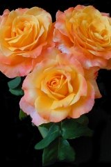 Rosier 'jean-pierre coffe', Rose 'jean-pierre coffe', Rosier, Rose