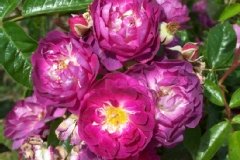 Rose 'ixl', Rosier 'ixl', Rosier, Rose