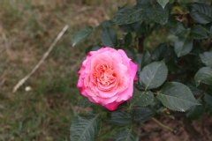 Rose 'sourire de deauville'