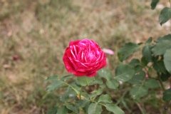 Rose 'brigitte bardot', Rosier, Rose