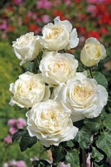 Rose 'irina bondarenko', Rosier 'irina bondarenko'