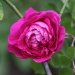 Rose 'achille gonod', Rosier, Rose, Rosier 'achille gonod'