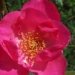 Rose 'adolphe deegen', Rosier, Rose, Rosier 'adolphe deegen'