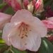 Rhododendron 'virginia richards', Rhododendron