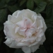 Rosa 'Prince Jardinier'®