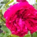 Rosa 'Eric Tabarly' ®