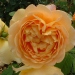 Rosa 'Golden Celebration' ®