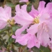 Rhododendron 'praecoox', Rhododendron