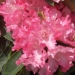 Rhododendron 'pink jeans', Rhododendron