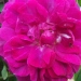 Rosa 'Amadis'.Rose ancienne Boursault