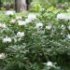 Rhododendron 'Cunningham's White'