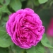 Rose 'alexis lepere', Rosier, Rose, Rosier 'alexis lepere'