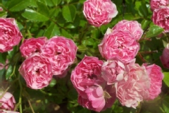 Rosier, Rosier 'delille', Rose, Rose 'delille'