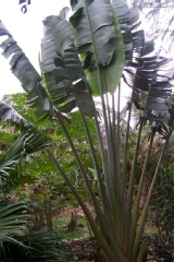 Ravenala madagascariensis