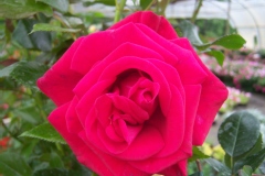 Rosa 'Le Grand Huit'®