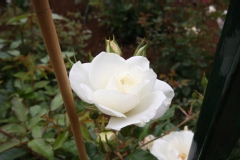 Rosa 'Iceberg'.Floribunda